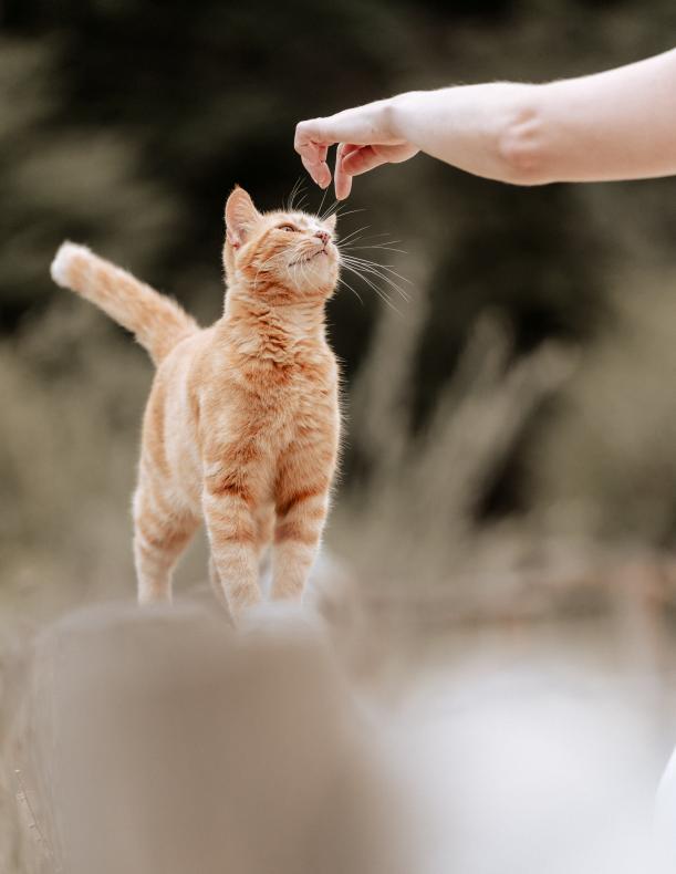 Hochzeit Arlesheim Ermitage Paarshooting Katze Kuschelt